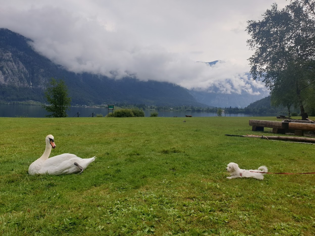 할슈타트 혹고니와 자두.jpg