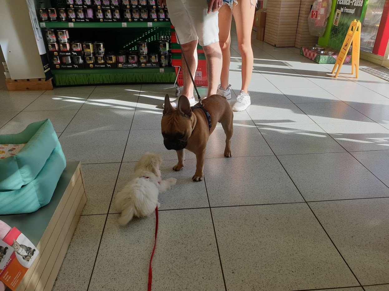 프레스납에서 다른 개와 만나기.jpg