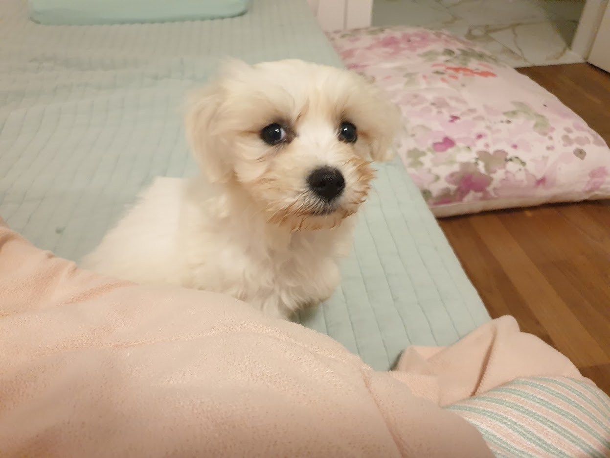 밤에 잠에서 깬 자두.jpg