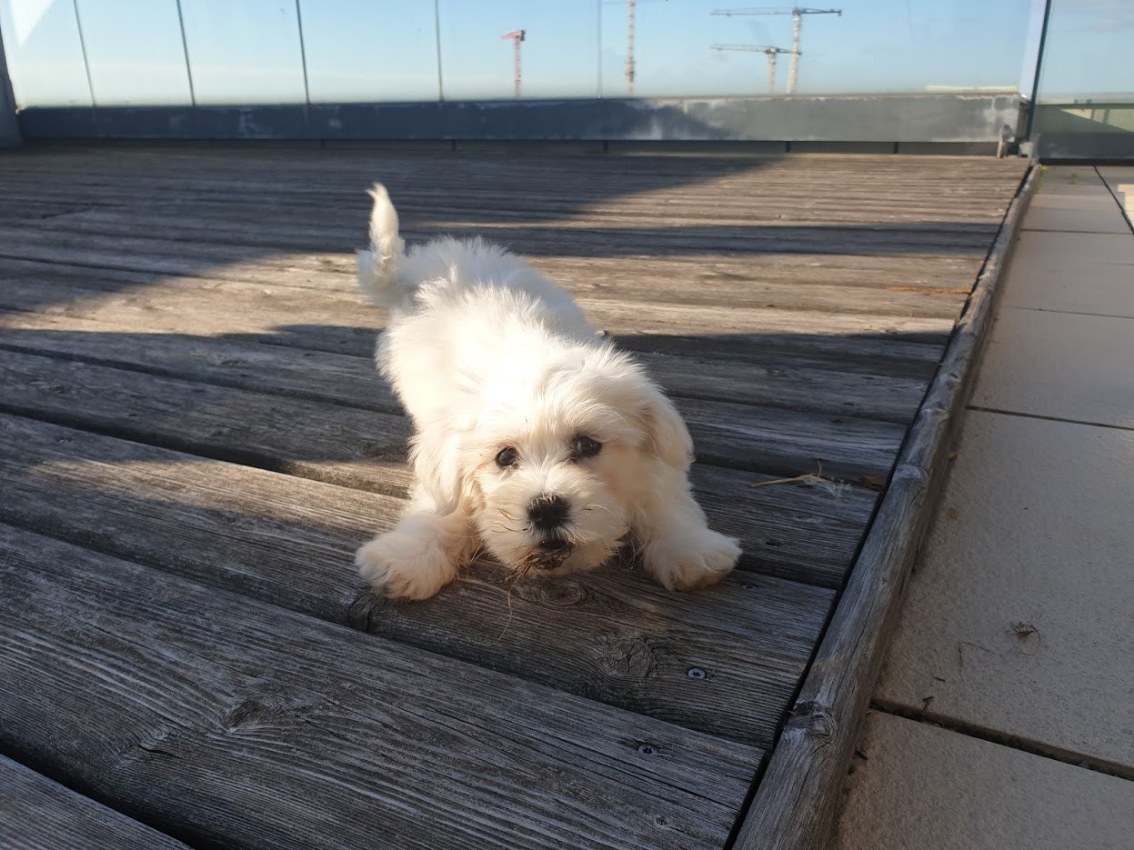 야외테라스 자두.jpg