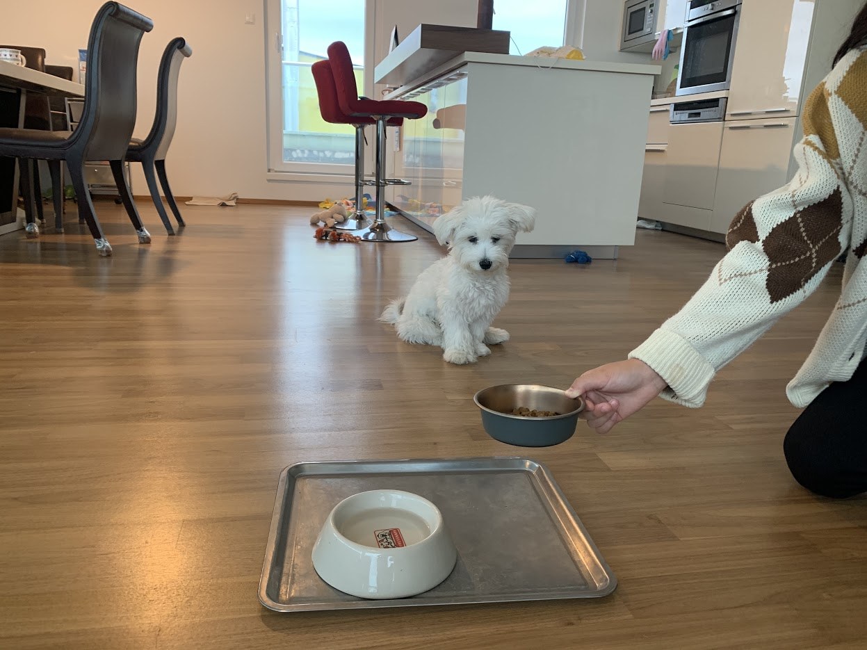 자두 사료 먹이기.jpg