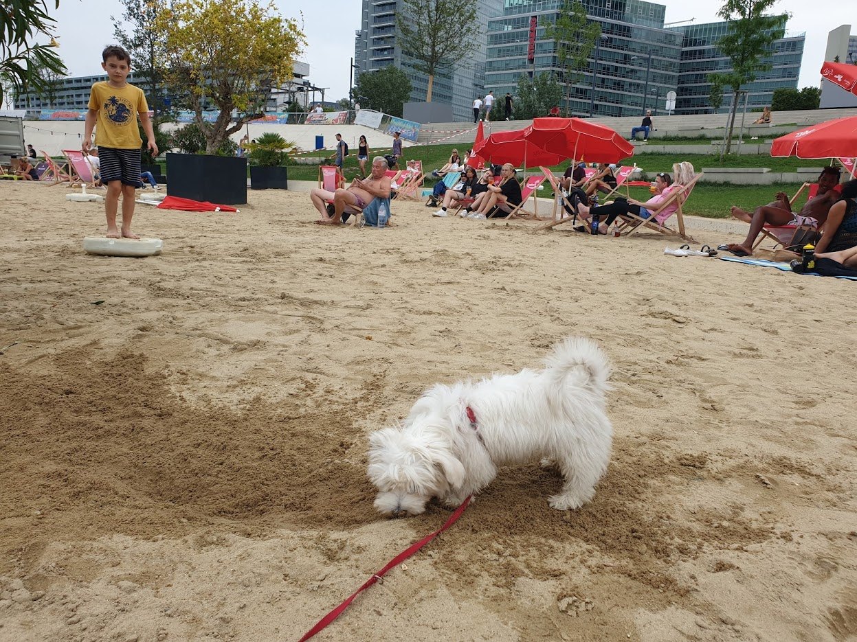 모래 파는 자두_1.jpg