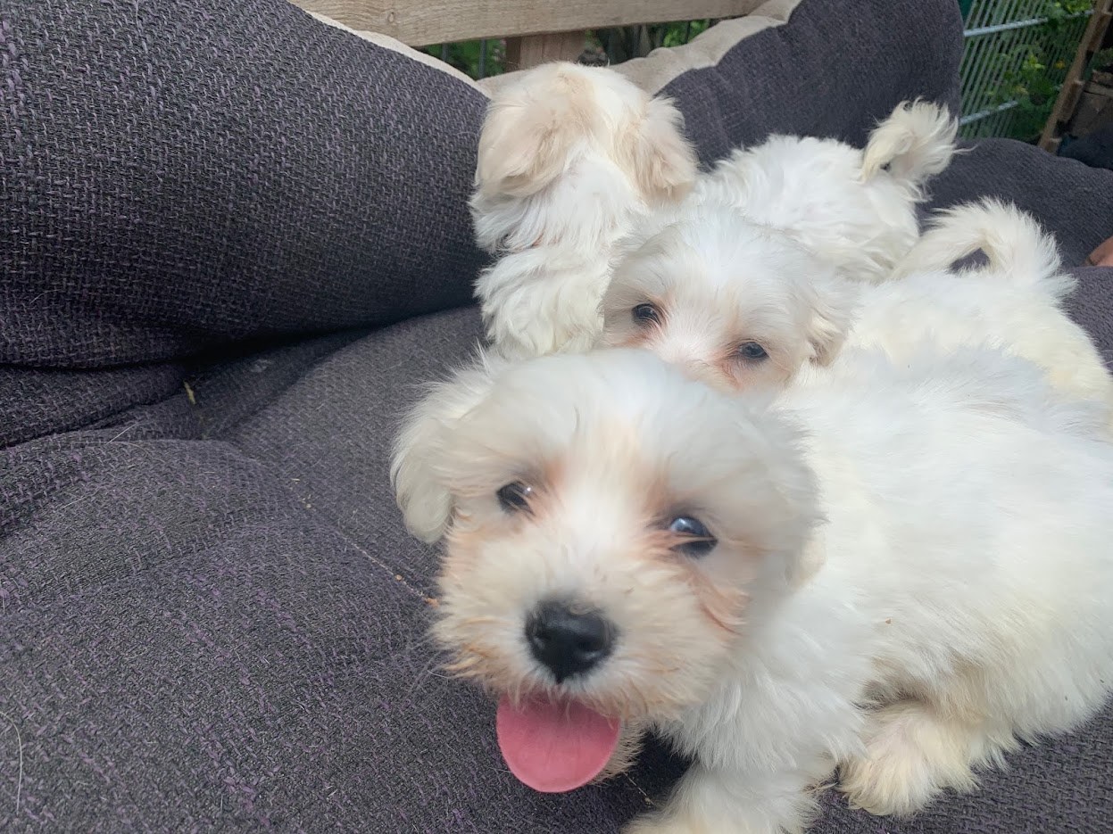 말티즈 강아지들 모습.jpg