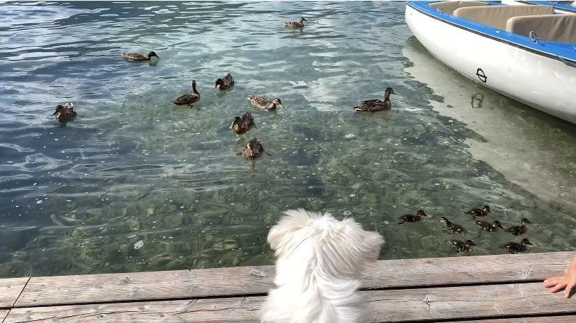 장크트볼프강 청둥오리를 바라보는 자두.jpg