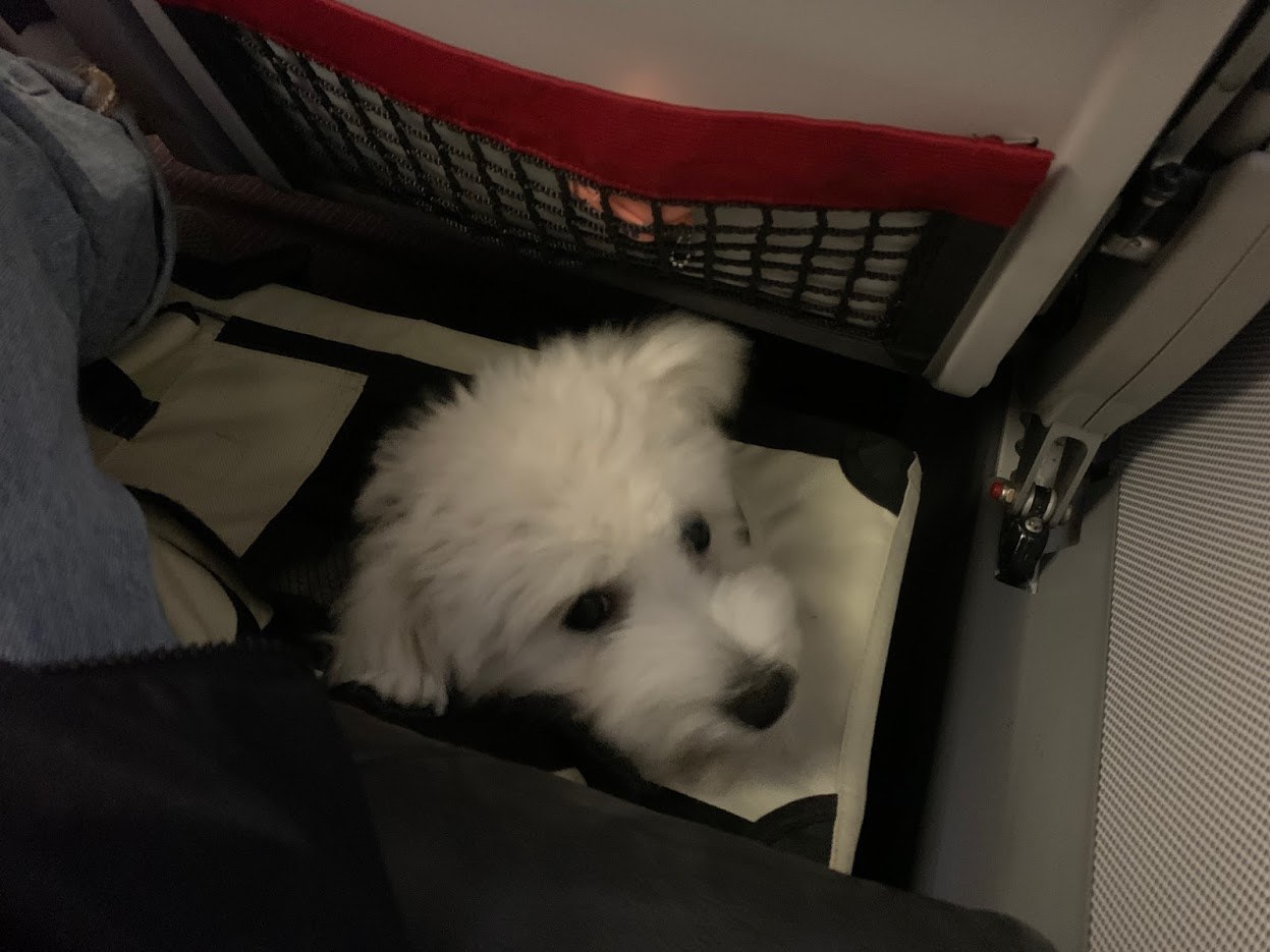 비행기 좌석 밑에 들어간 자두.jpg