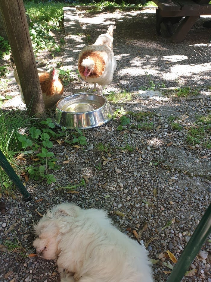 잠든 자두와 닭.jpg