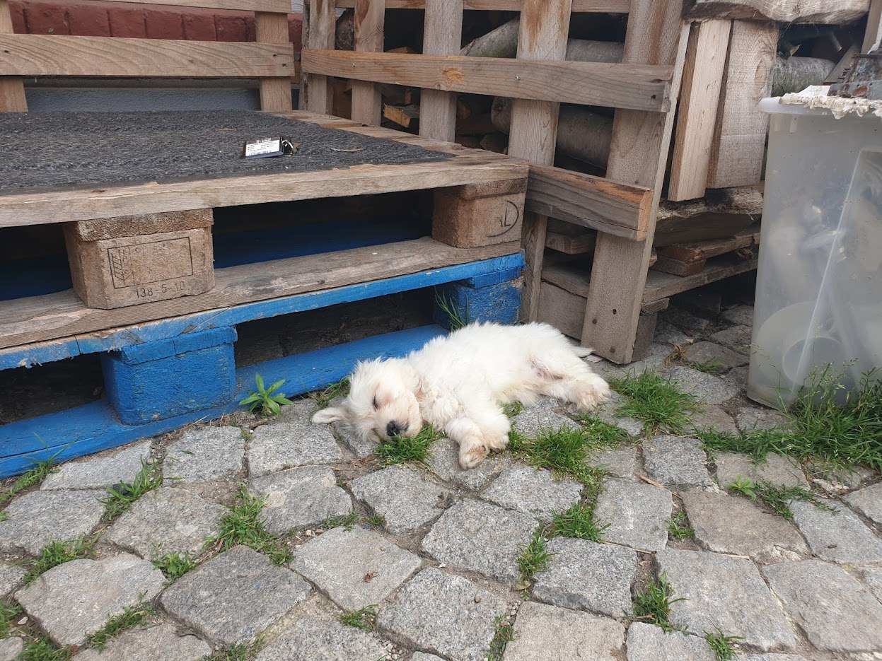 잠자고 있는 꼬물이.jpg