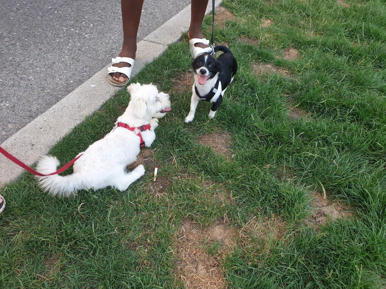 치미와 만남.jpg