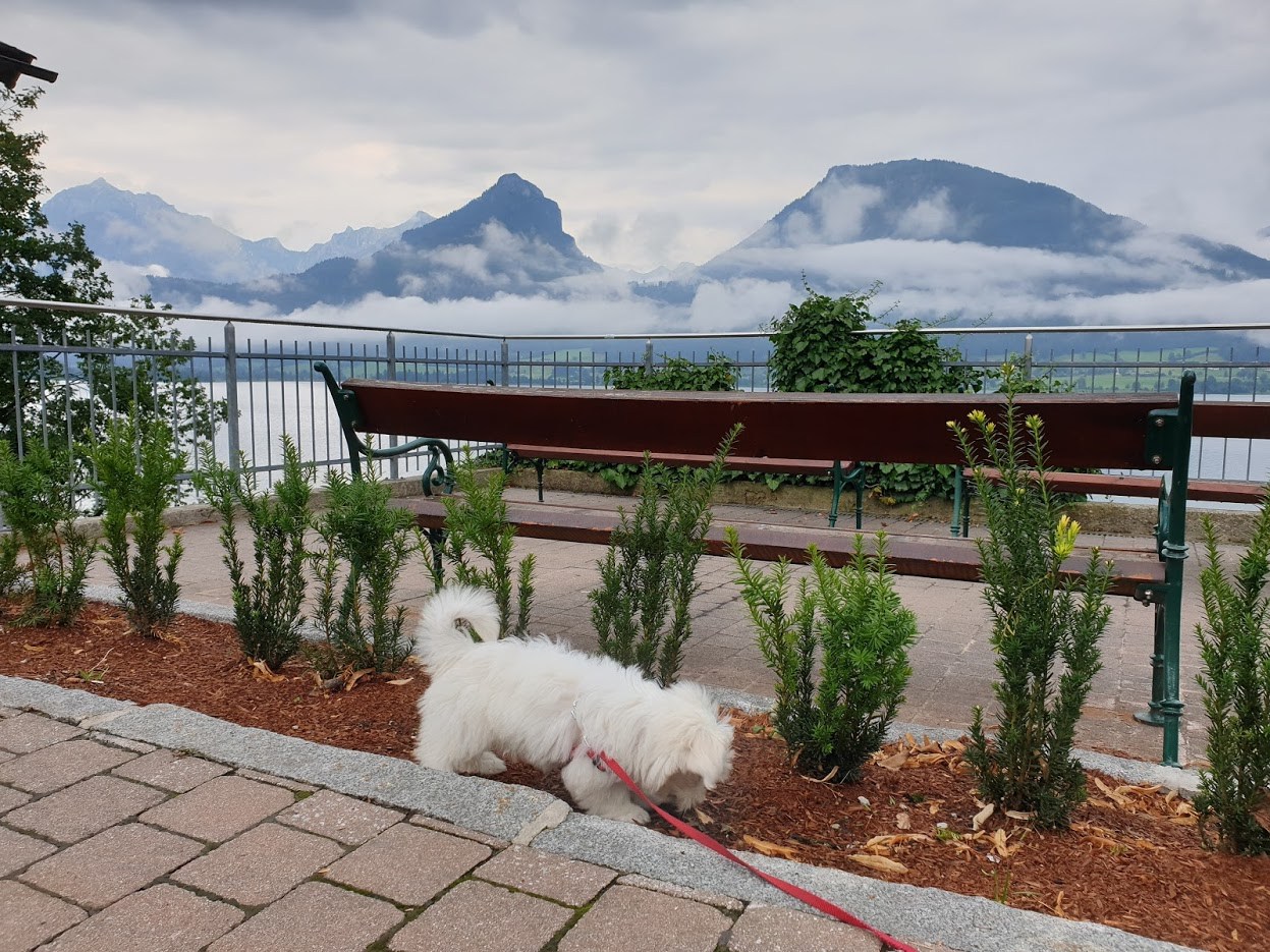 장크트볼프강 아침산책.jpg