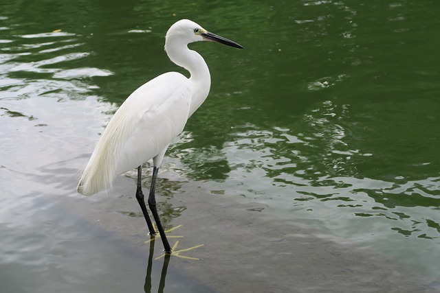 백로(white-heron-1570996_640)Pixabay.jpg