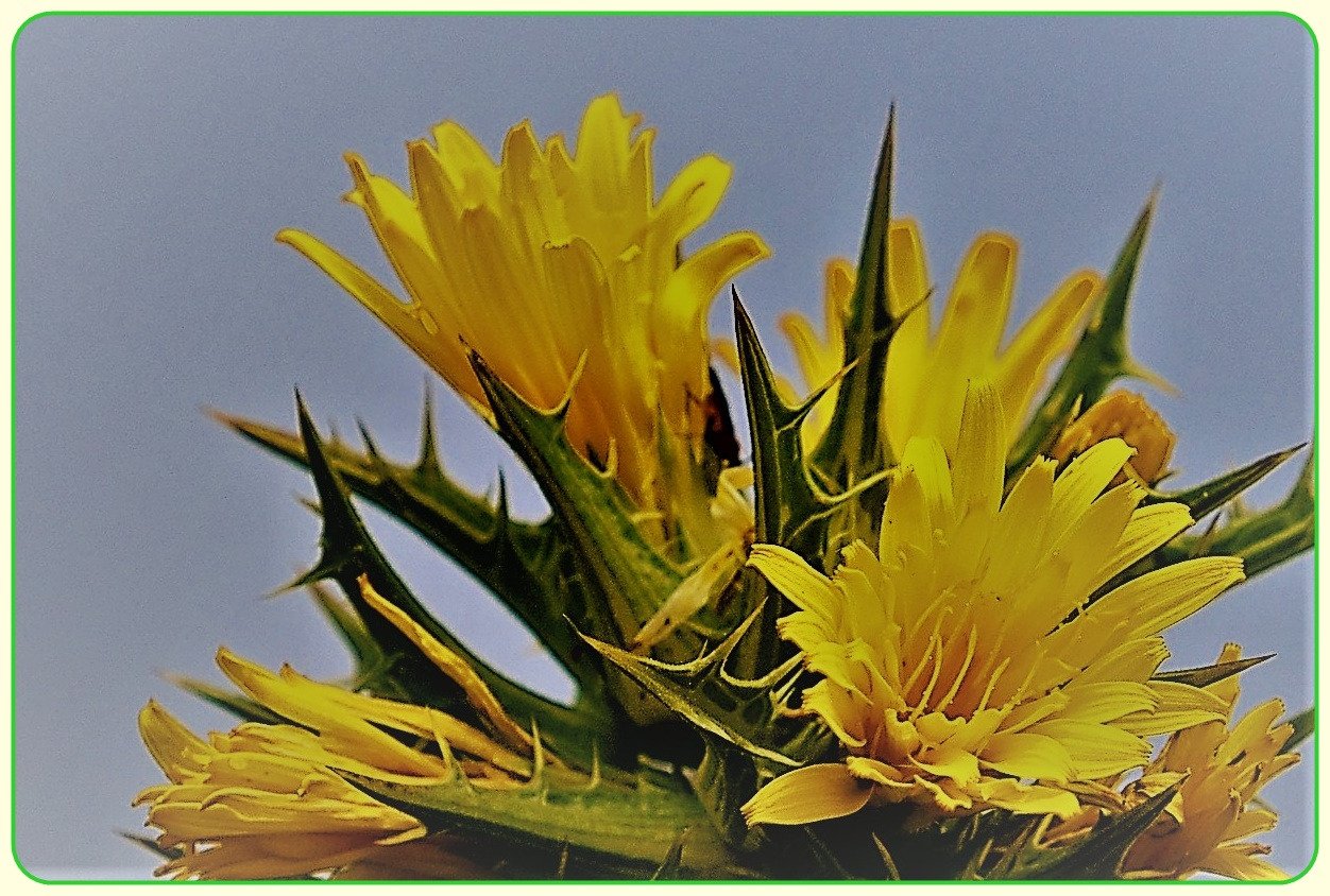 good job(flowers-5314053_1920).jpg