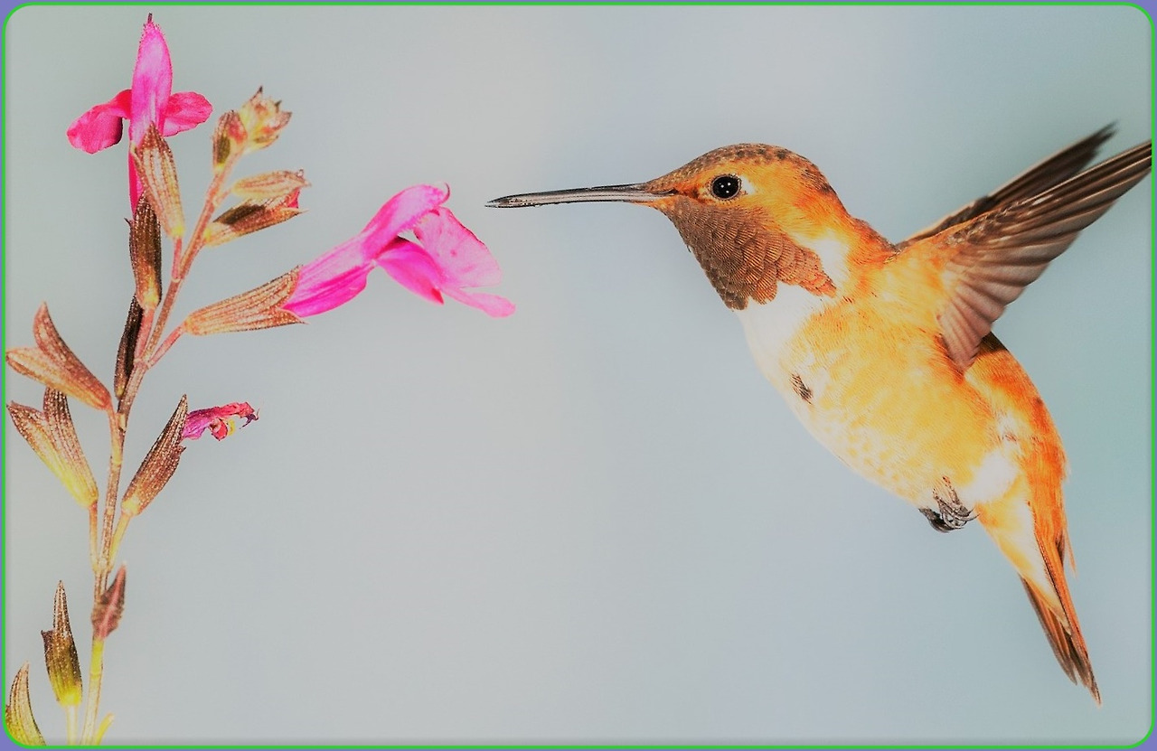 good job(hummingbird-5255827_1920).jpg