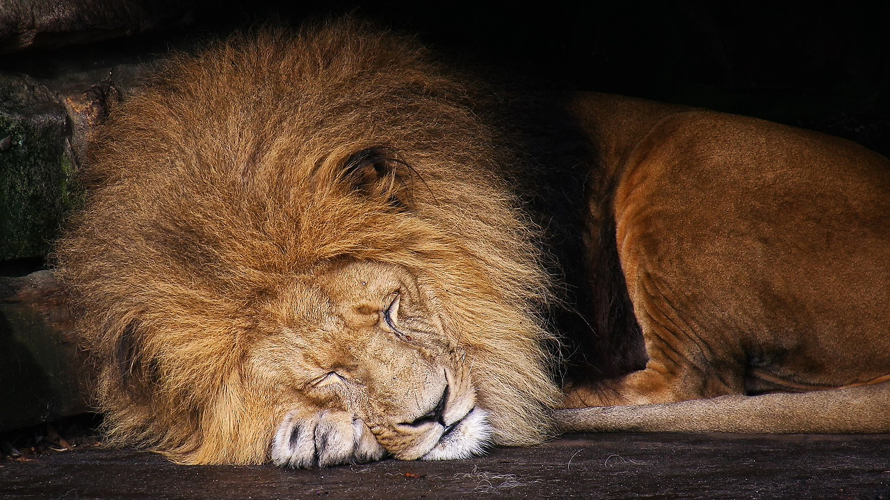 lion-1812316_1920.jpg
