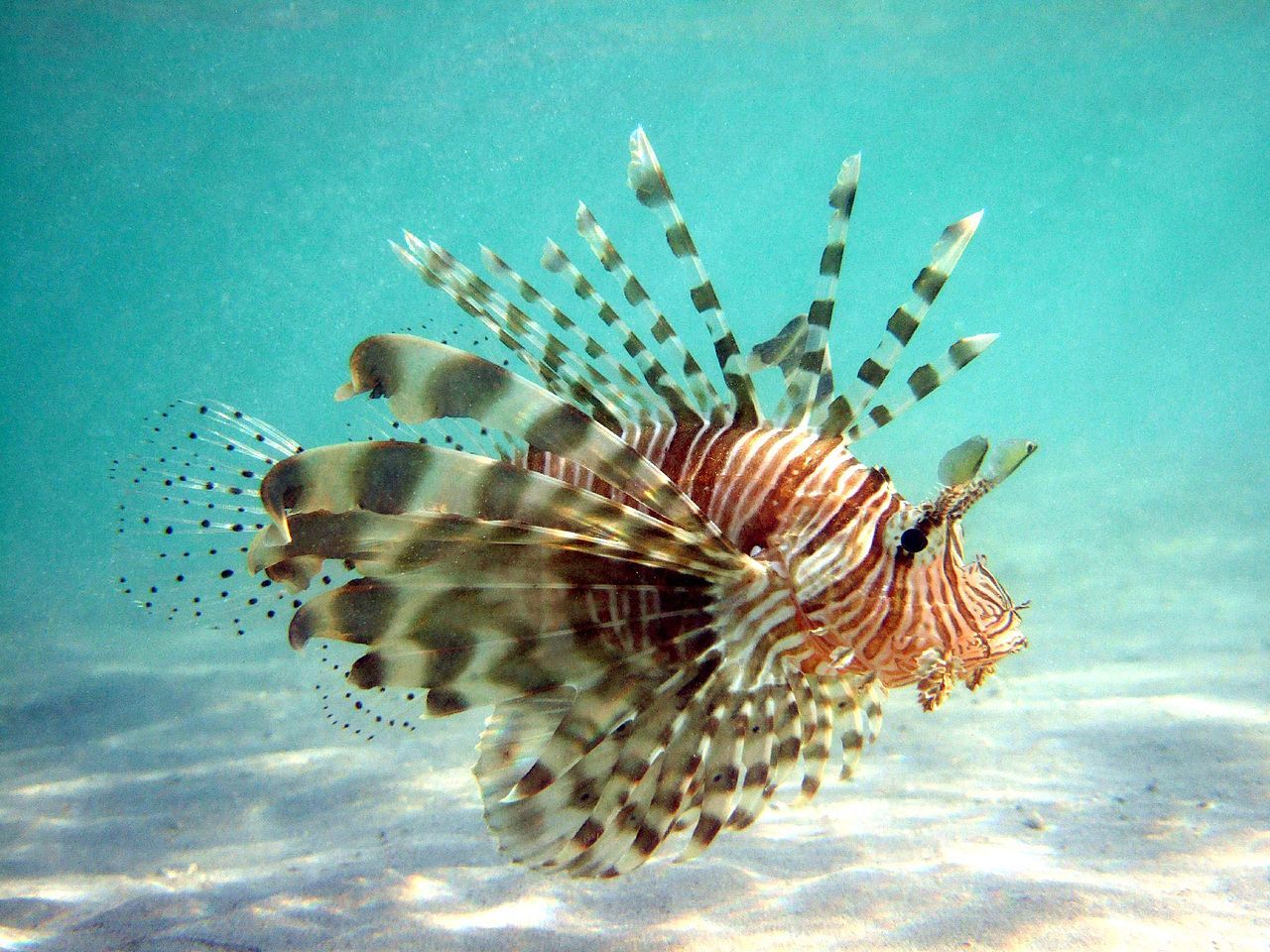 Lionfish_with_Spread_Pectoral_Fins.jpg