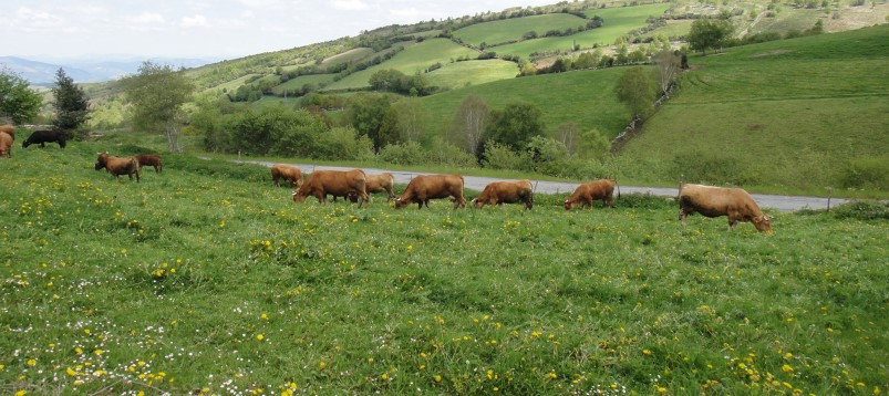 폰프리아 목장 .jpg