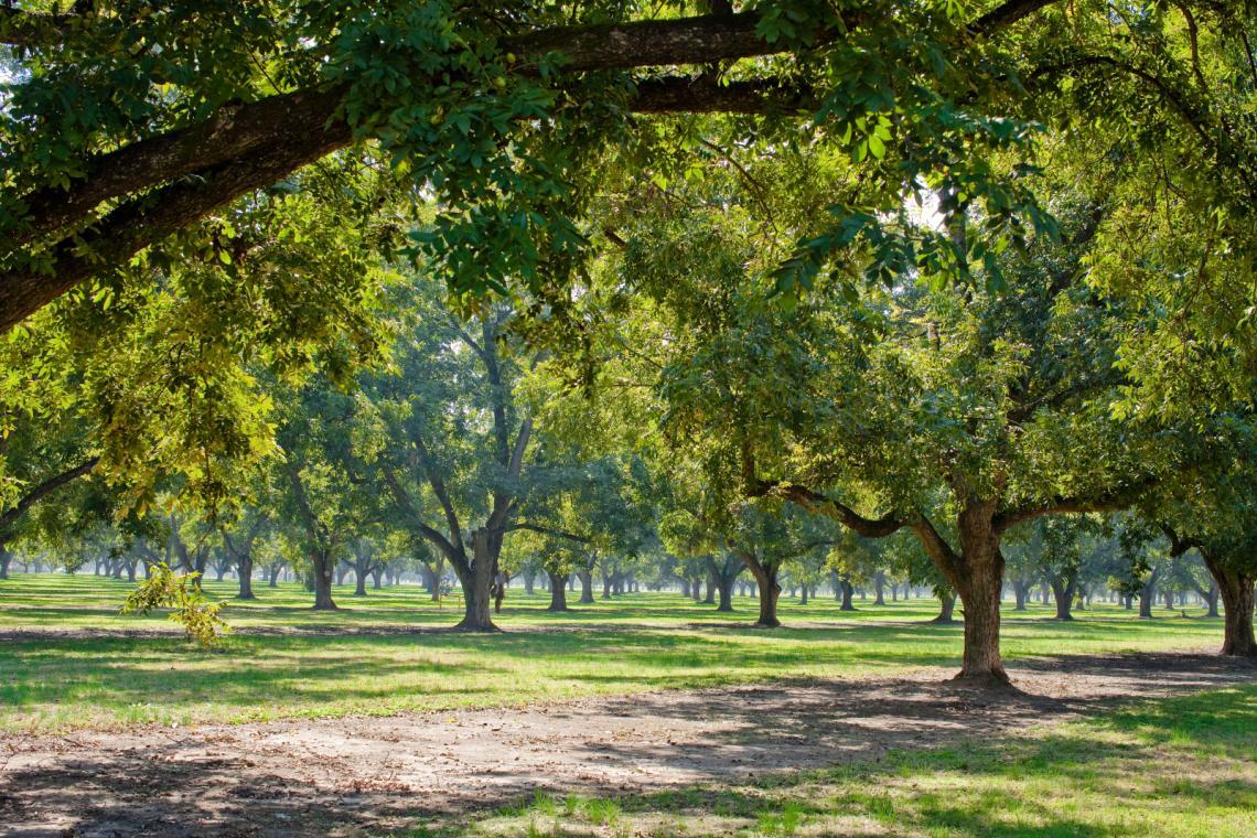 pecan-grove-1415229465.jpg