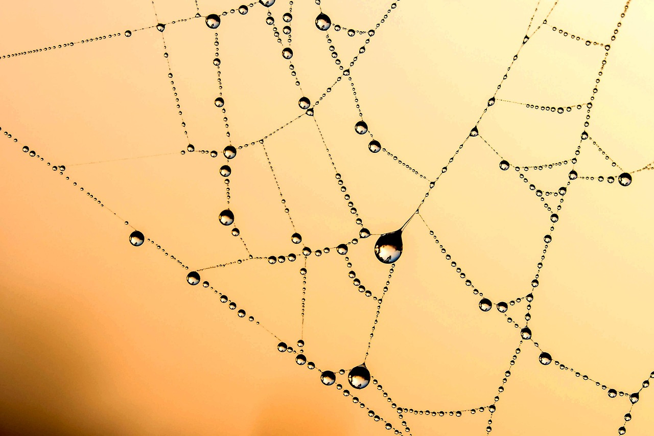cobweb-1630493_1280.jpg