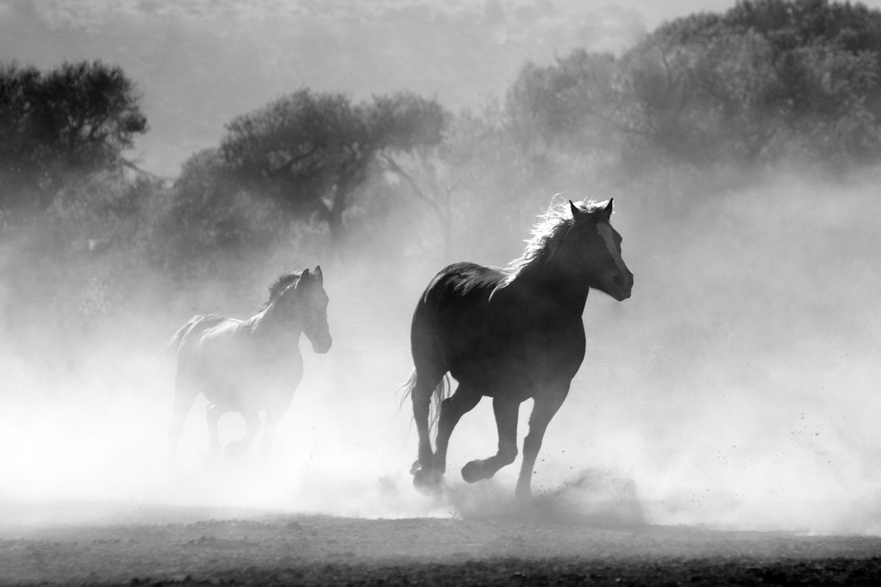 horses-430441_1280.jpg