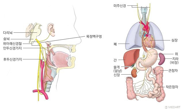 미주 신경 영역.jpg