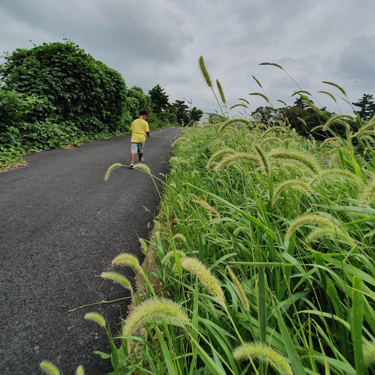 8월15일_저지마을 (2).jpg