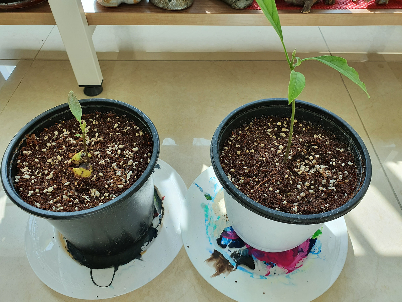 아보카도 (3).jpg