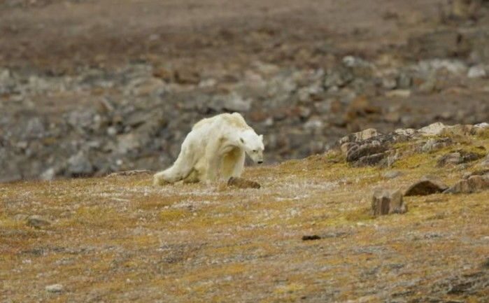 paul nicklen 인스타그램.jpg