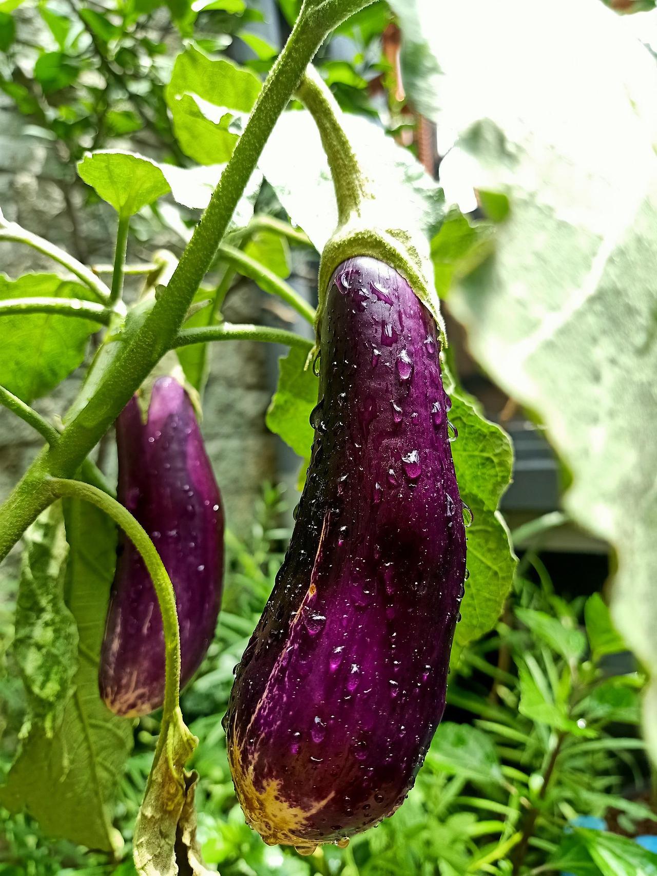 eggplant-5902352_1920.jpg