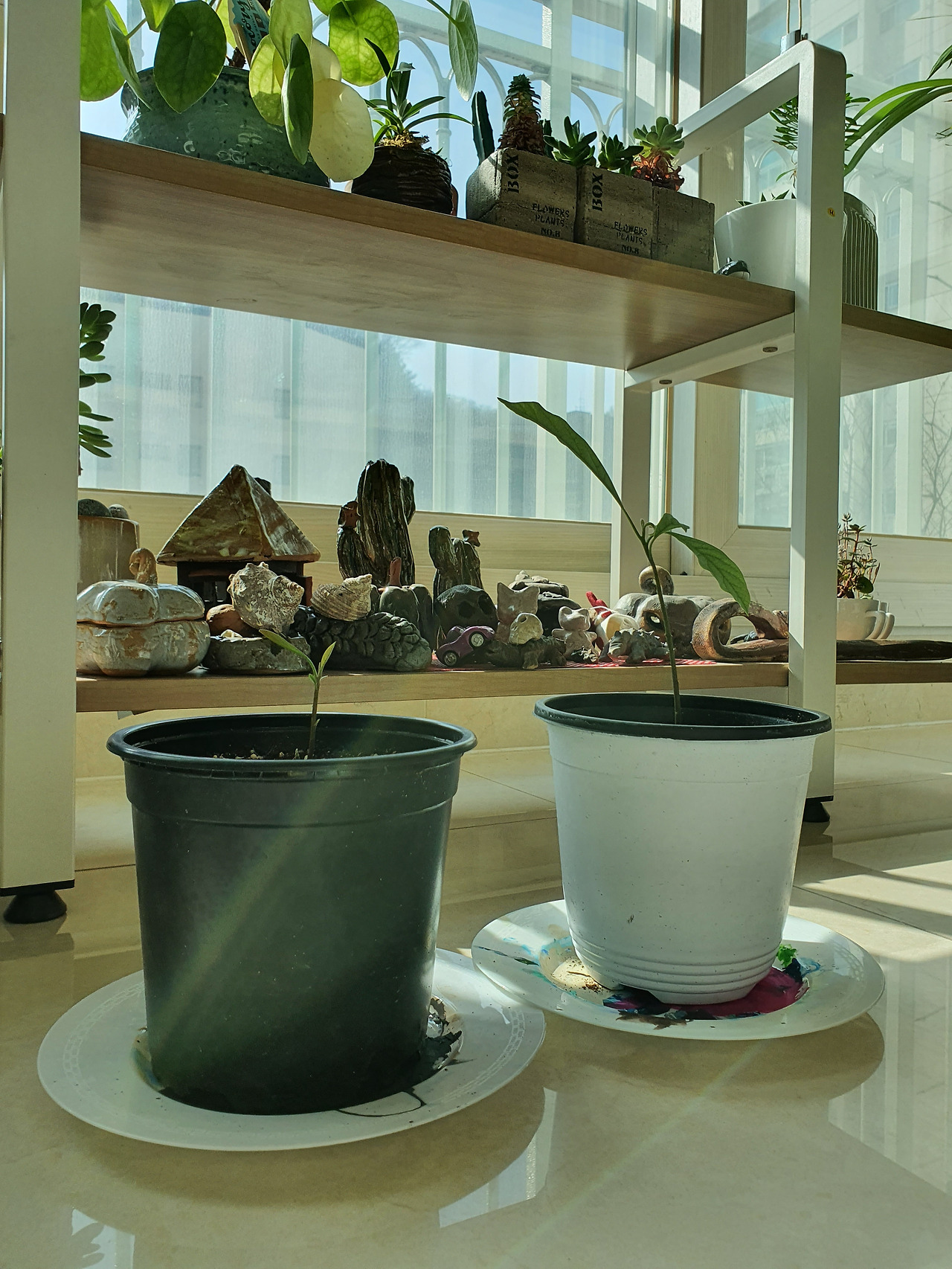 아보카도 (4).jpg