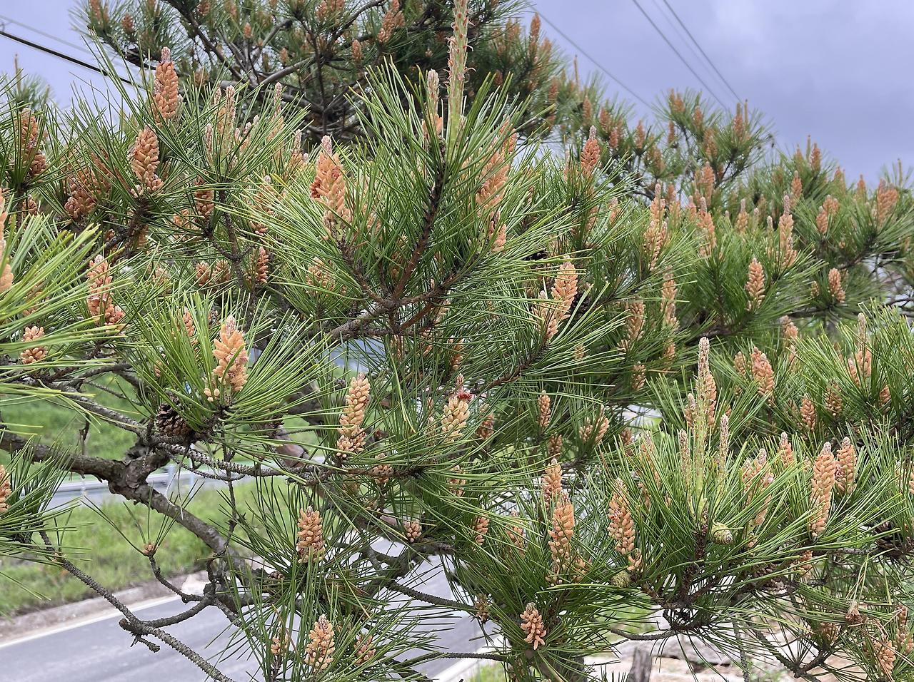 우리집 소나무 .jpg