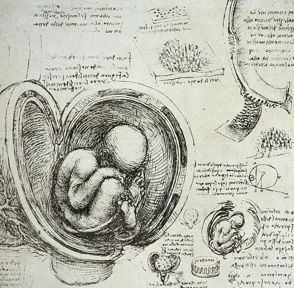 The Human Fetus In The Womb_Leonardo da Vinci.jpg