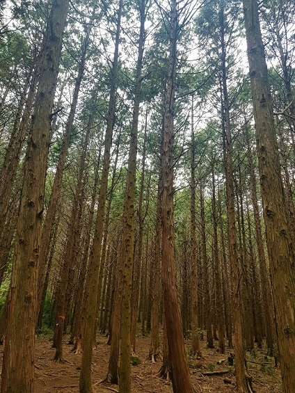 숲길 나무들.jpg