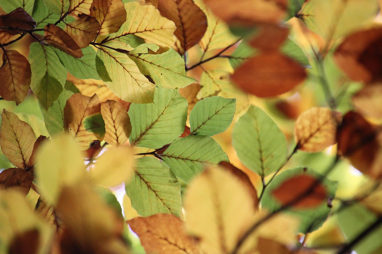 leaves-7541743_1280.jpg