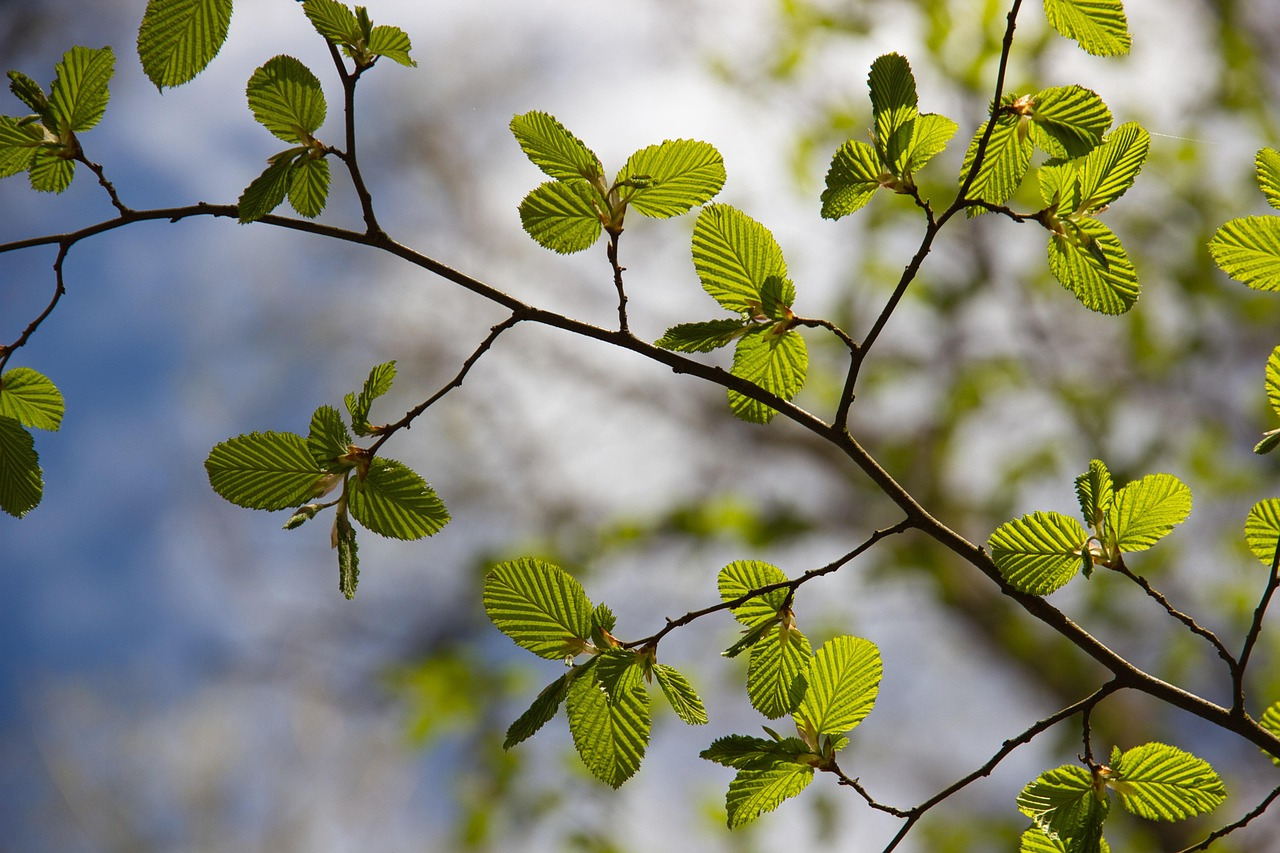 beech-leaves-7361863_1280.jpg