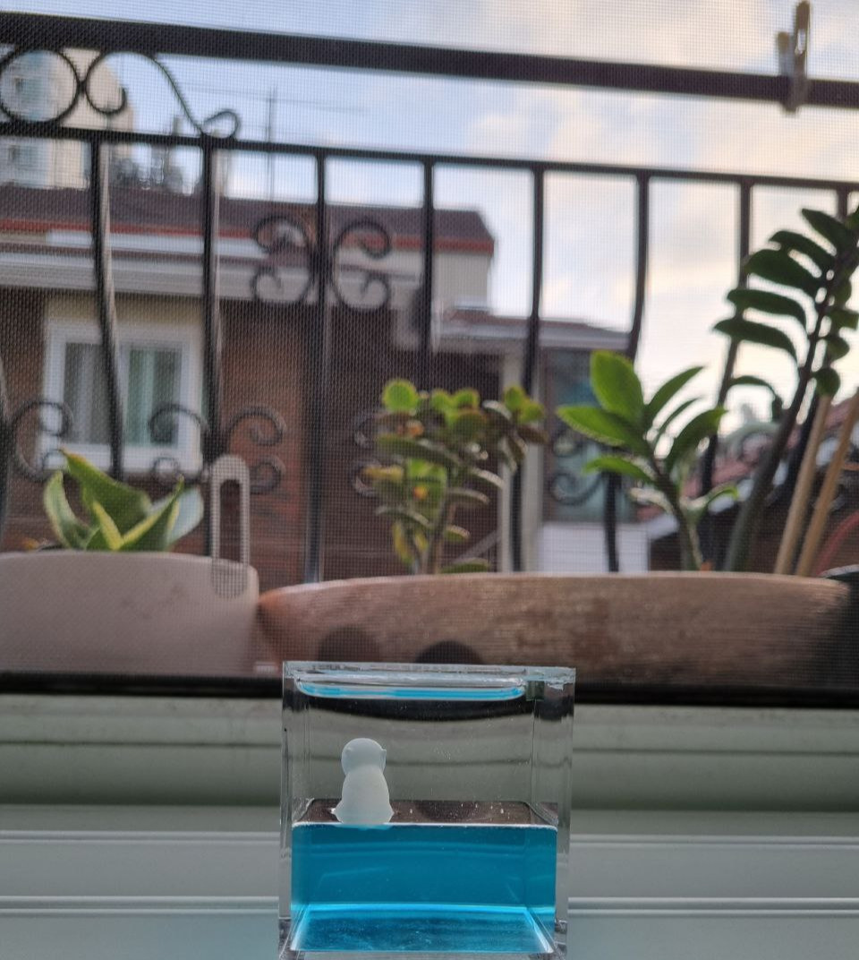 상자안에 있는 북극곰1.jpg