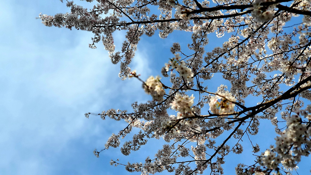 벚꽃5.jpg