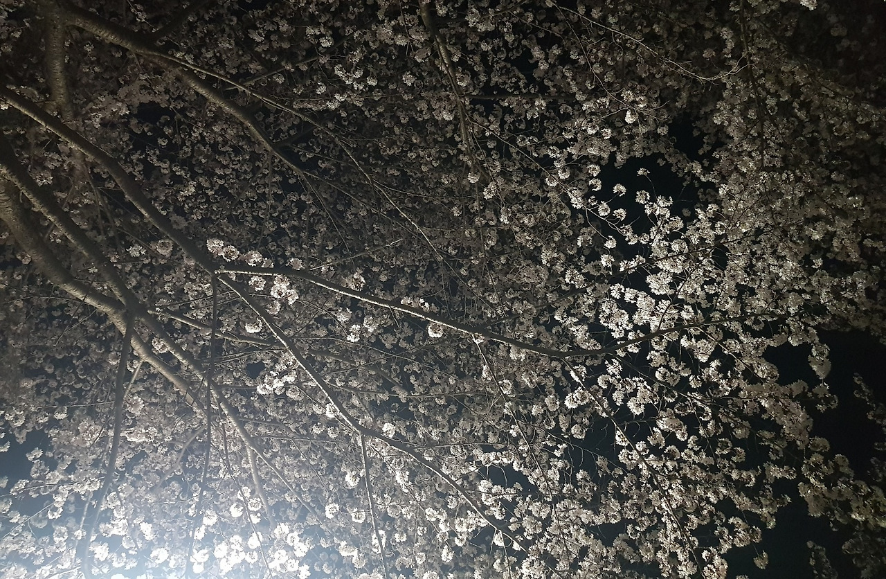 벚꽃6.jpg