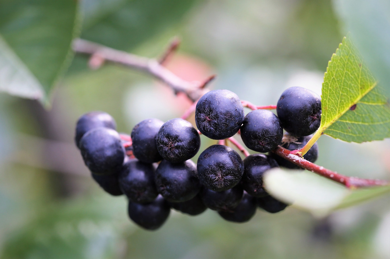 aronia-4371099_1920.jpg