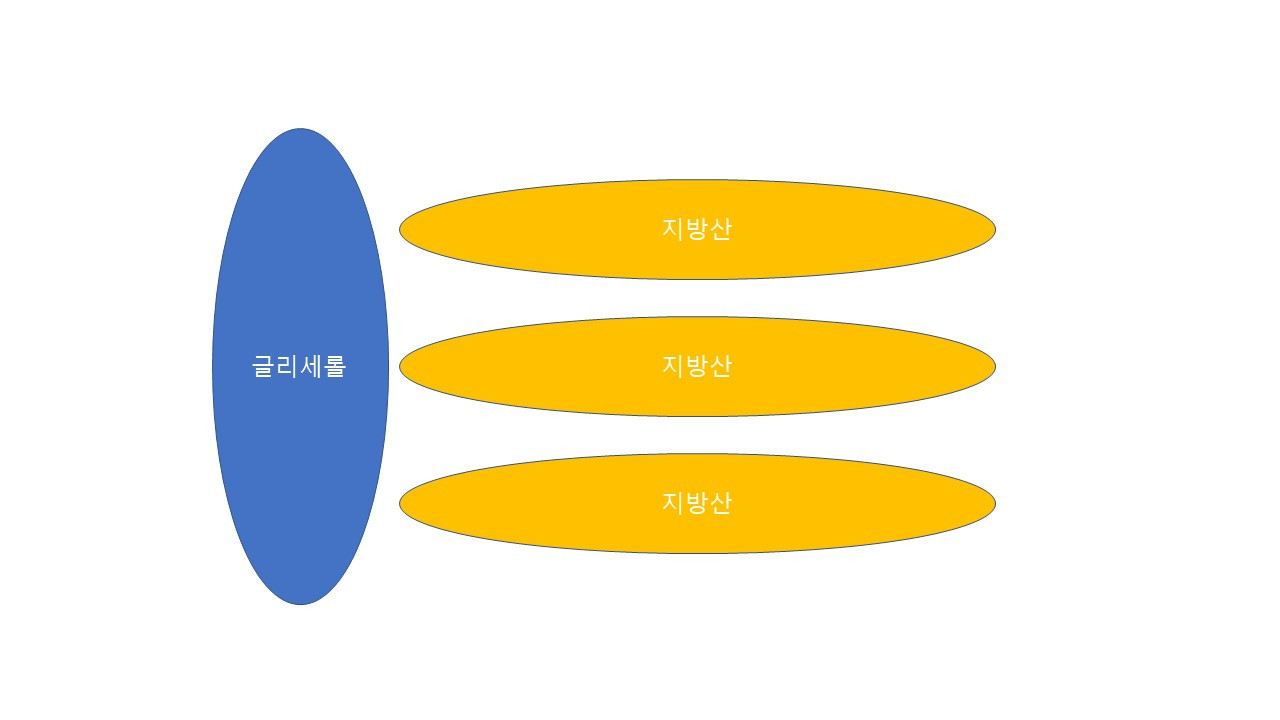 지방산 글리세롤.jpg
