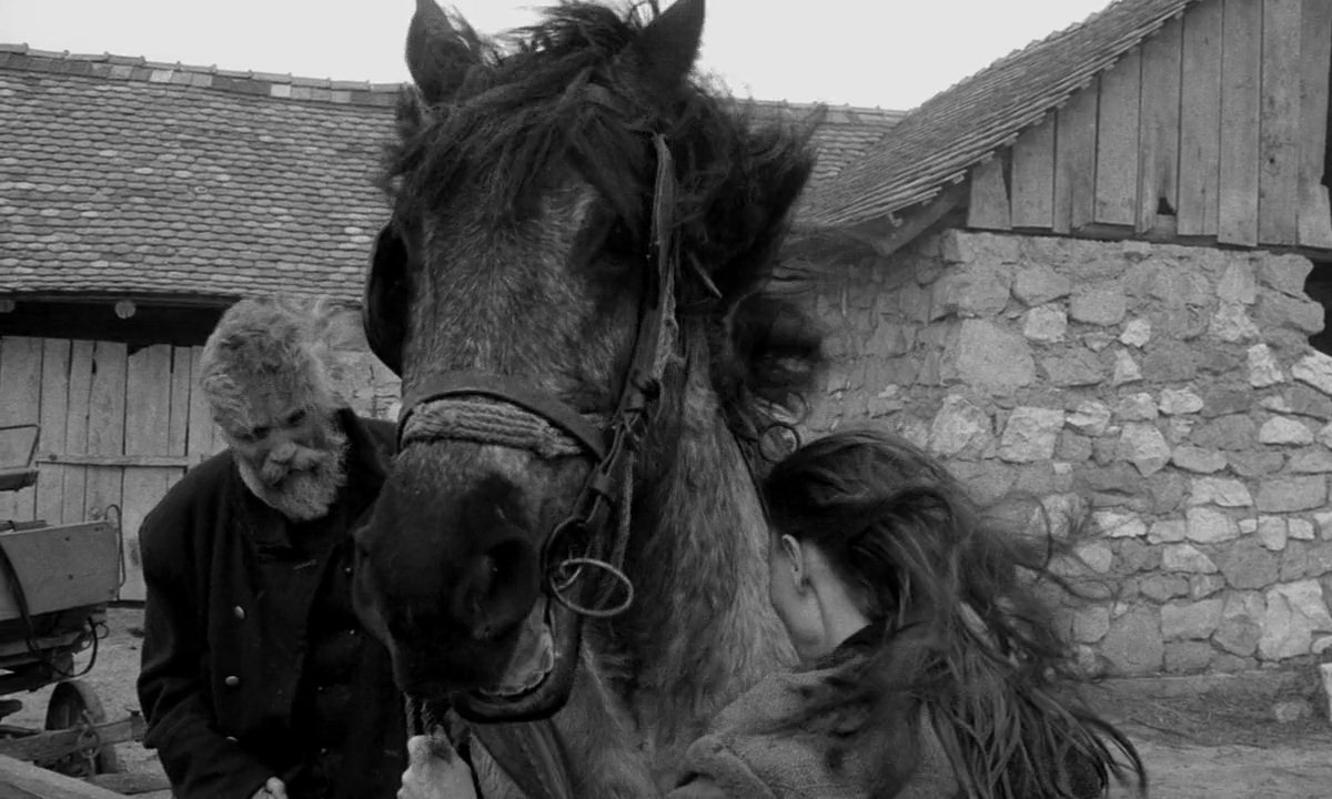 1342889354_turin_horse__2011__1.jpg