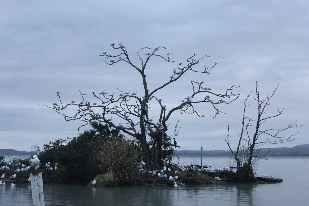 로토루아 나무.jpg