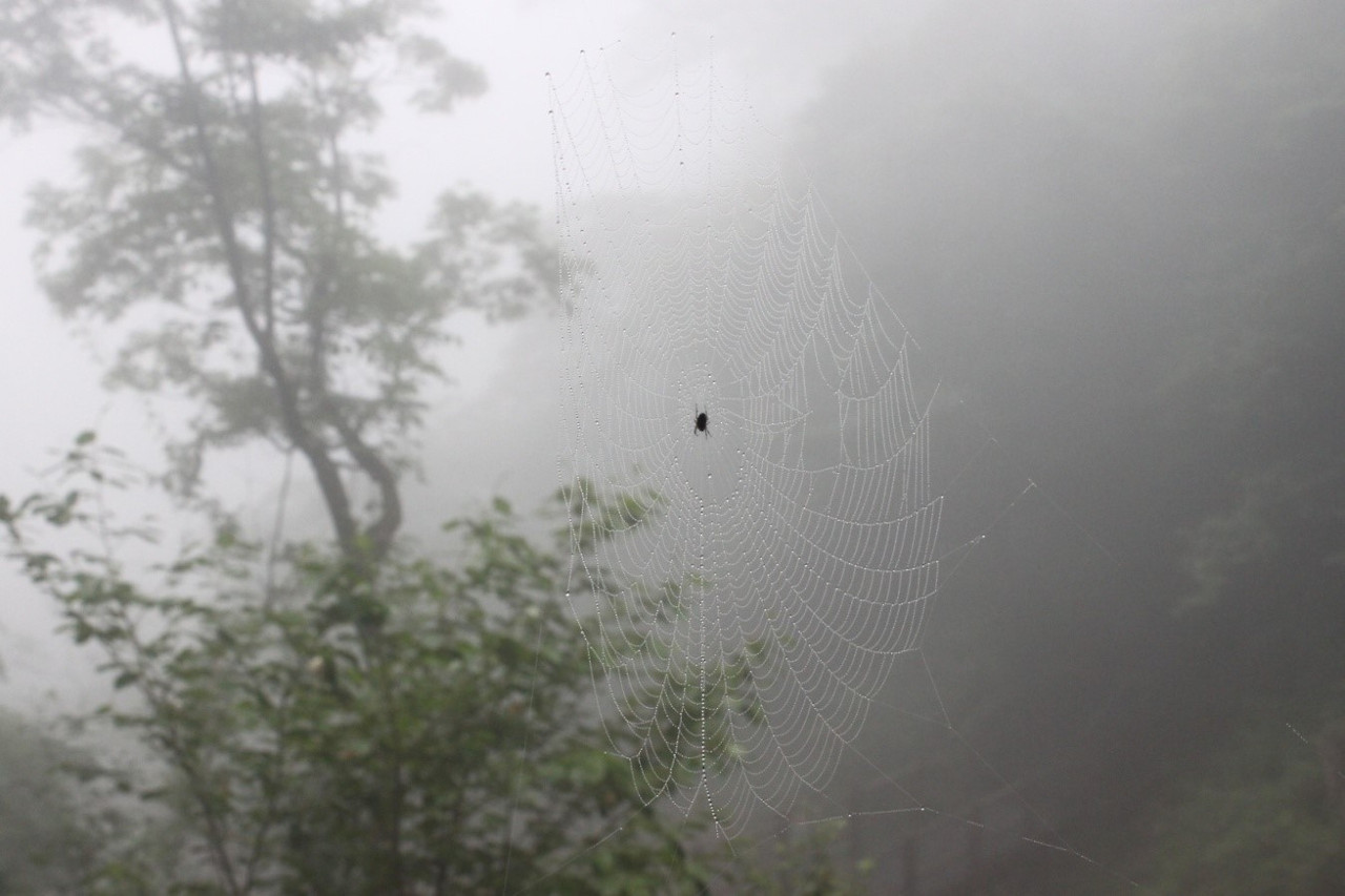 거미줄.jpg