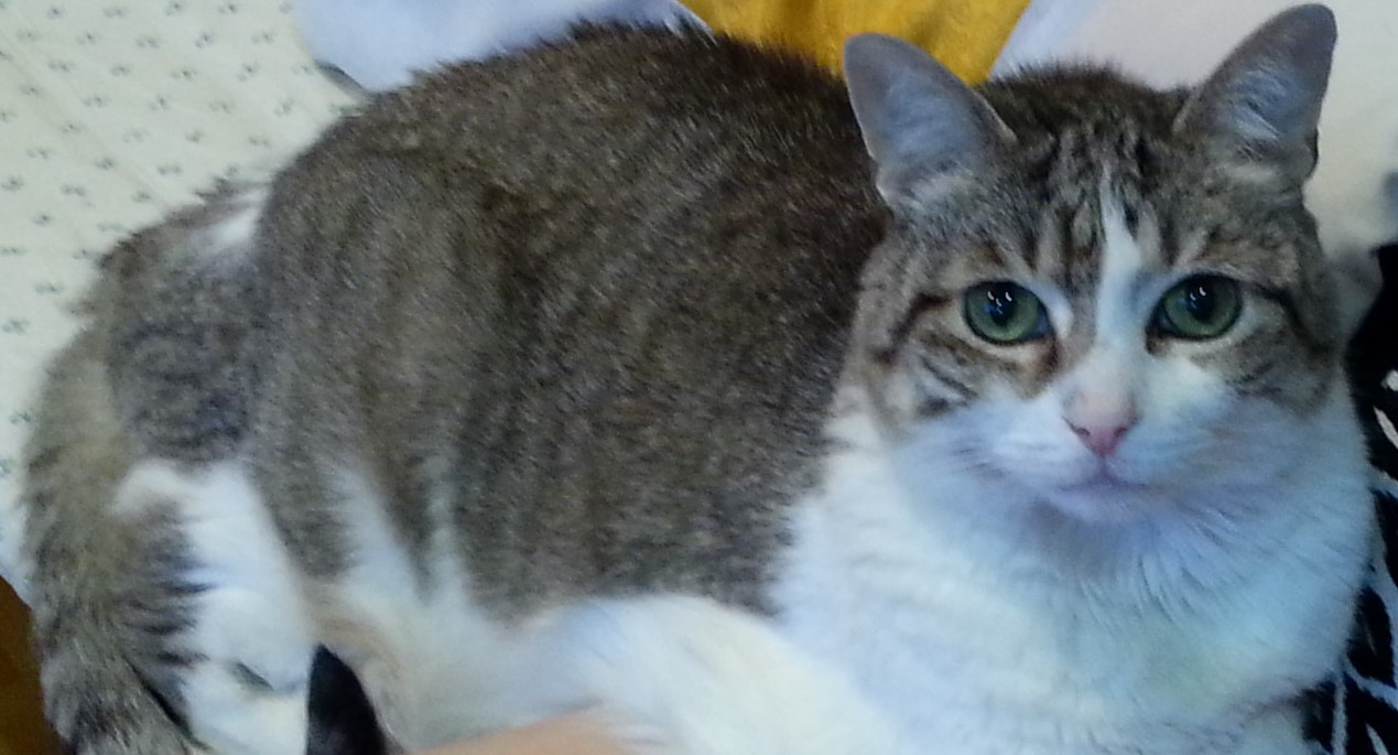 20160410_143524-cat A.jpg