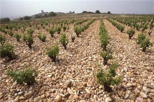 샤토네프뒤파프 포도밭.jpg