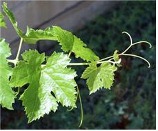 포도 잎사귀와 덩굴손.jpg