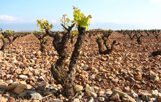 스페인 리오하 마르케스 데 카세레스 포도밭.jpg