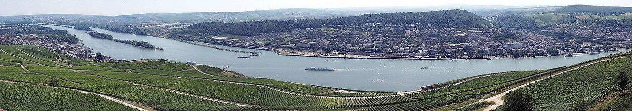 라인가우 포도밭.jpg