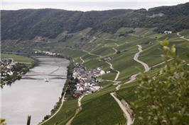 독일 모젤의 포도밭 전경.jpg