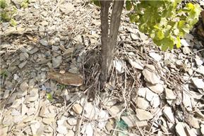 모젤의 점판암 토양.jpg