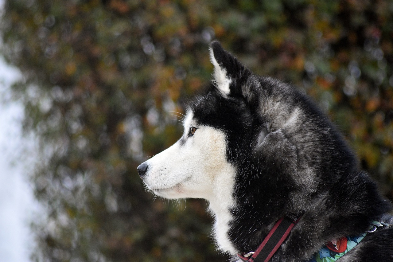 siberian-husky-g8538b3fa5_1280.jpg