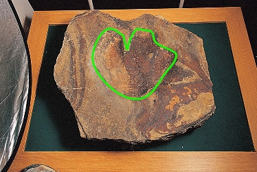 문화재청 소유 공룡발자국2.jpg